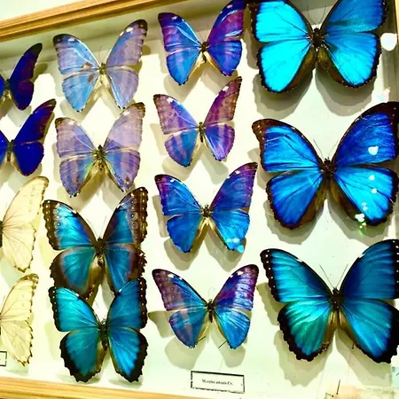 شقة Butterfly