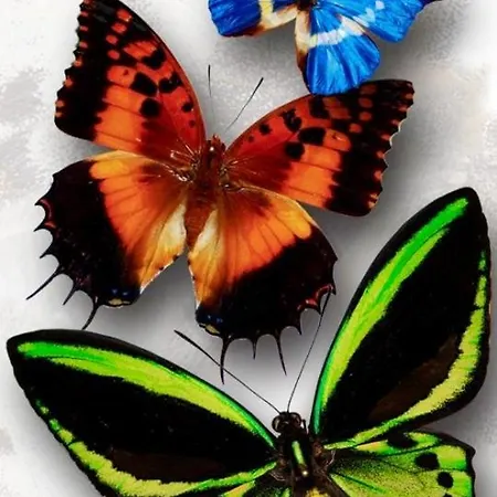 Apartamento Butterfly Budapest