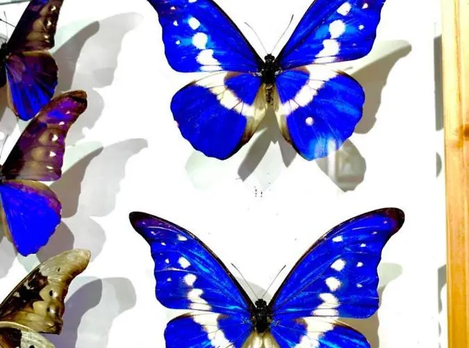 Butterfly Apartment Budapest