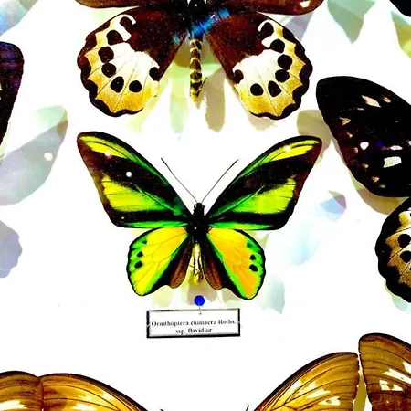 Butterfly Διαμέρισμα *