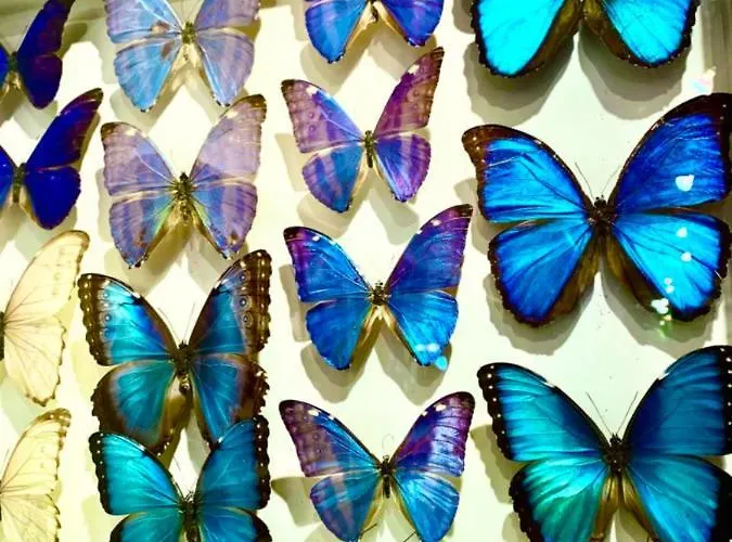 Apartament Butterfly