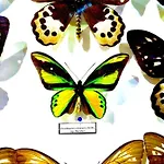 Butterfly Appartement *