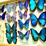 Appartement Butterfly