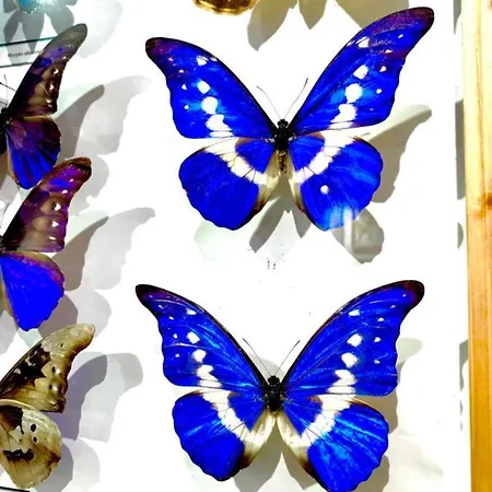 Butterfly Апартаменты Будапешт