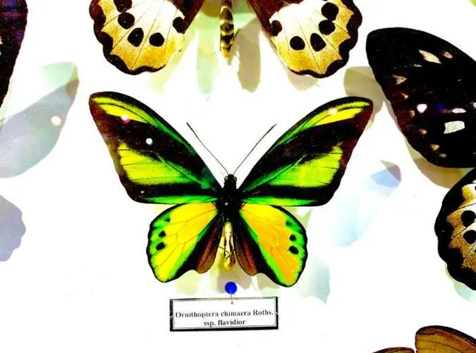 Butterfly דירה *
